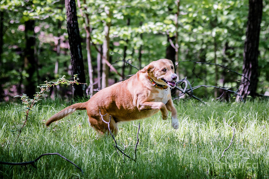 Happy Dog Photograph by Jim DeLillo