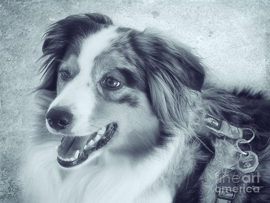 Happy Dog Photograph by Jutta Maria Pusl