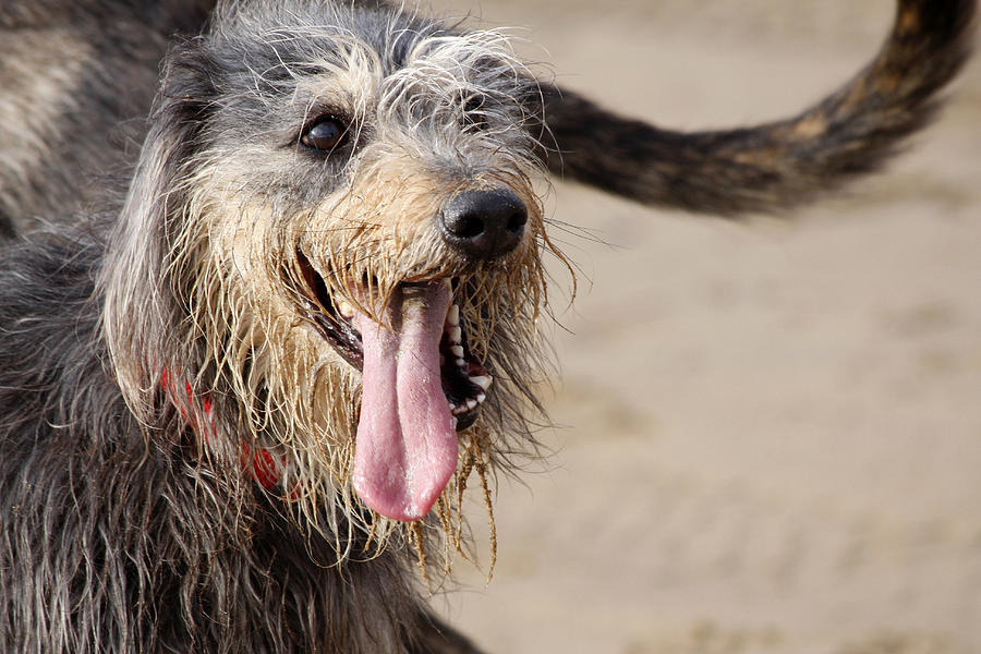 Happy dog on a beach Photograph by Steve Ball
