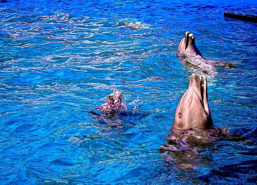 Happy Dolphins Photograph by Sandra Pena de Ortiz