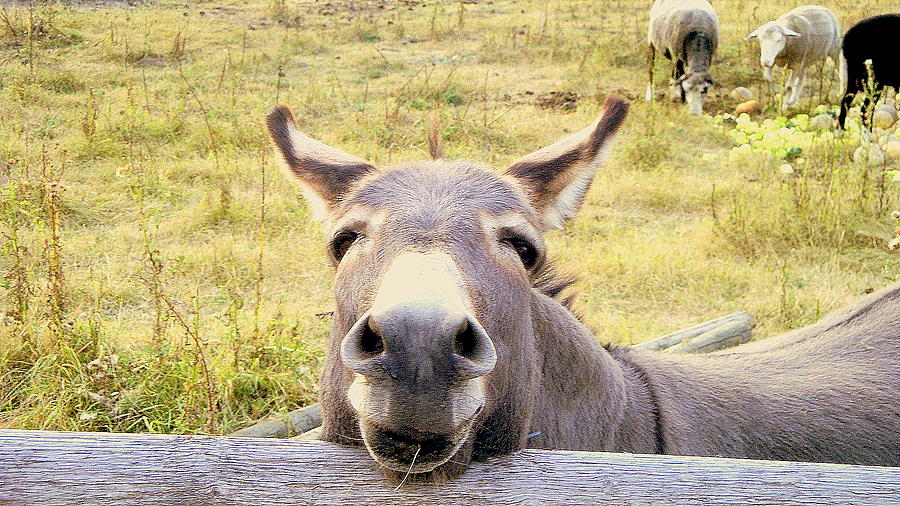 Donkey Photograph - Happy Donkey by Michael Dohnalek