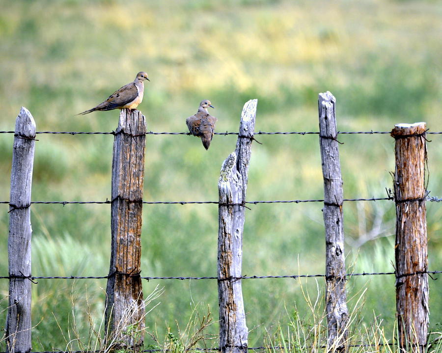 Happy Doves Photograph by Clarice Lakota