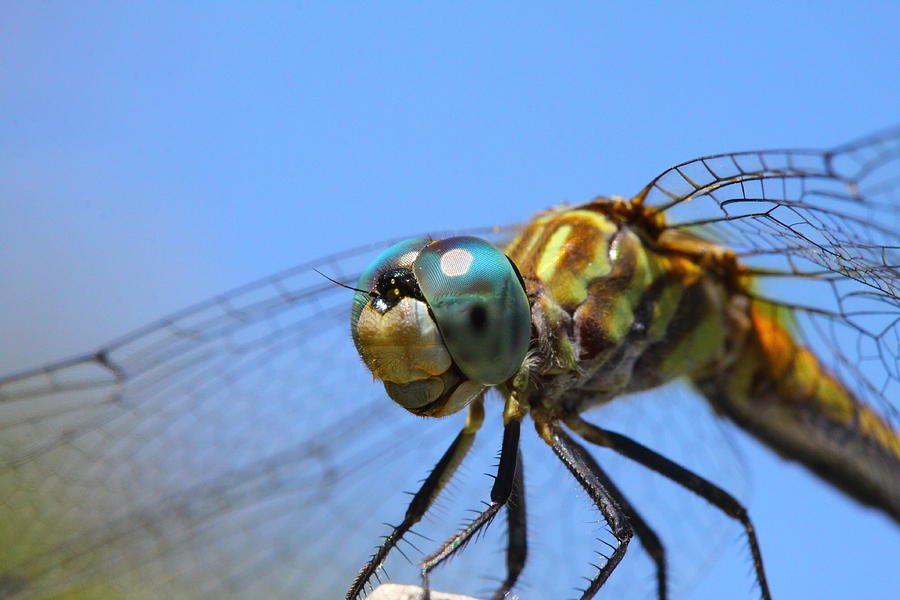 Insects Photograph - Happy Dragonfly by Kristy Jeppson