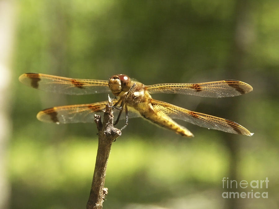 Insects Photograph - Happy Dragonfly by Patrick Fennell