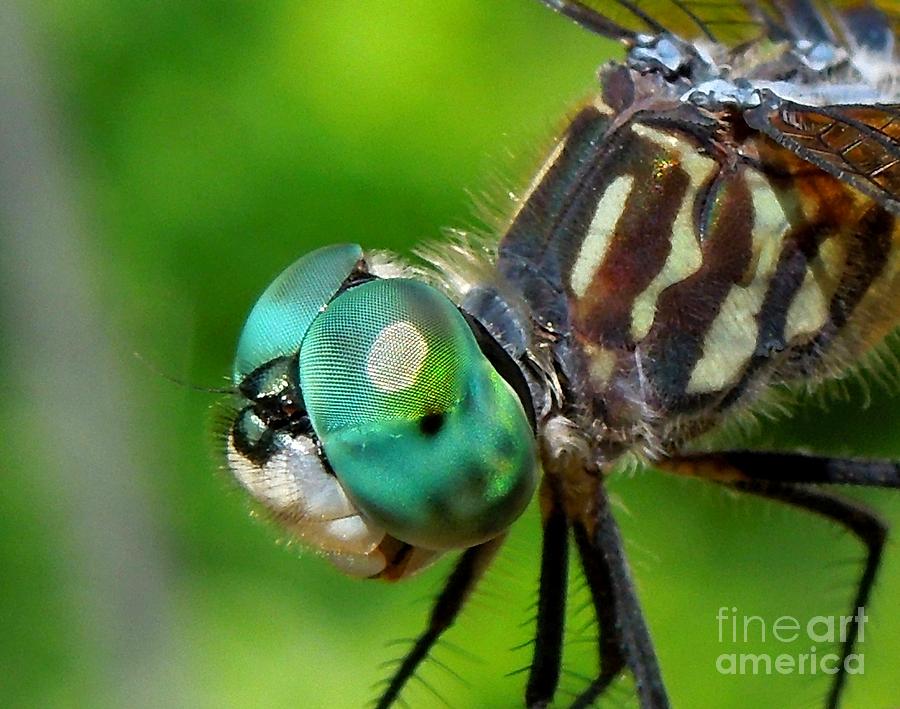 Happy Dragonfly Photograph by Renee Trenholm