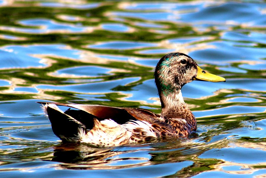 Happy Duck Photograph by Jeanette Rode Dybdahl