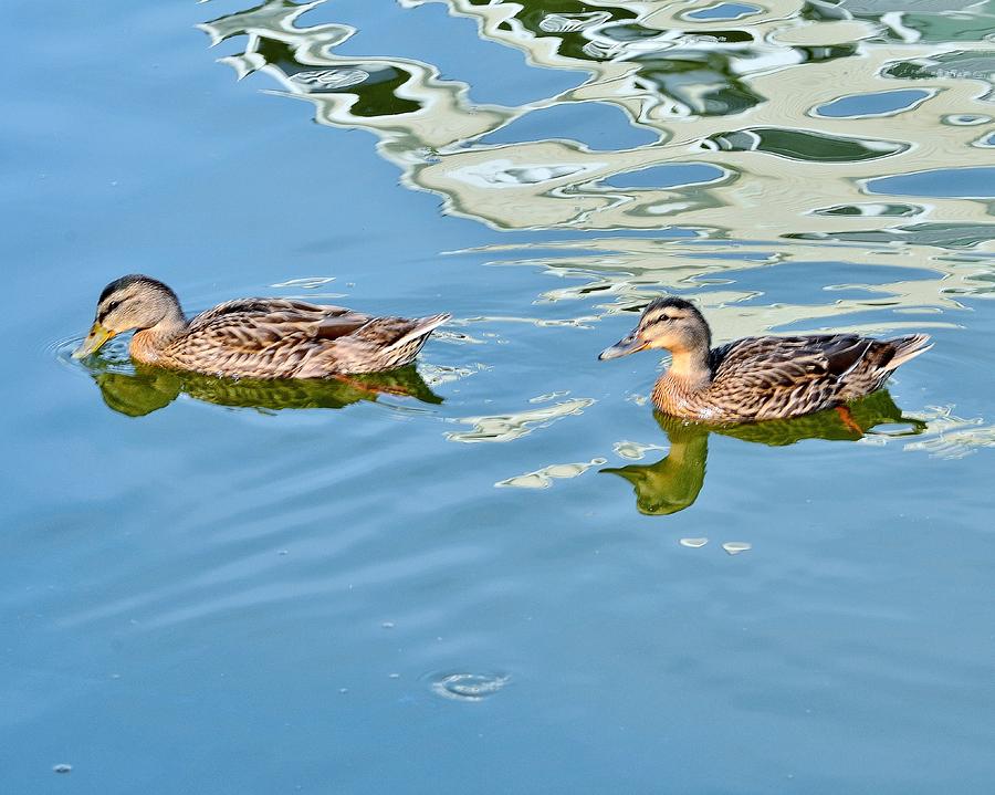 Bird Photograph - Happy Ducks by Kim Bemis