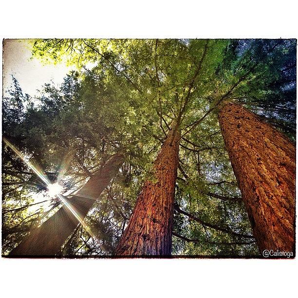 Earthday Photograph - Happy #earthday From #calistoga by Peter Stetson