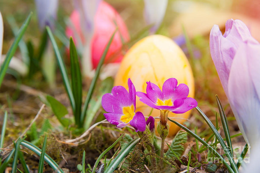 Happy Easter Photograph by Christine Sponchia
