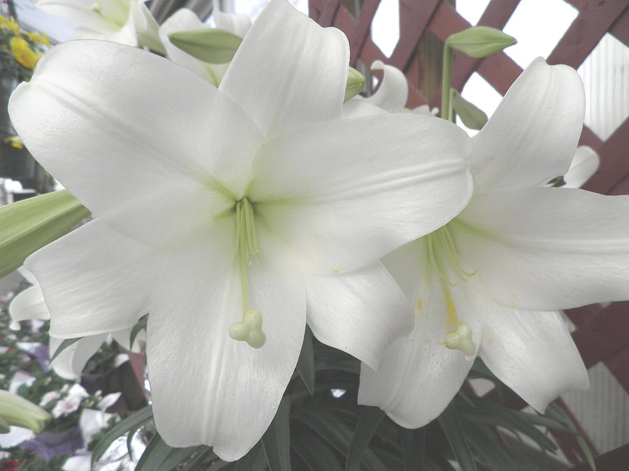 White Lilies Photograph - Happy Easter by Kate Gallagher