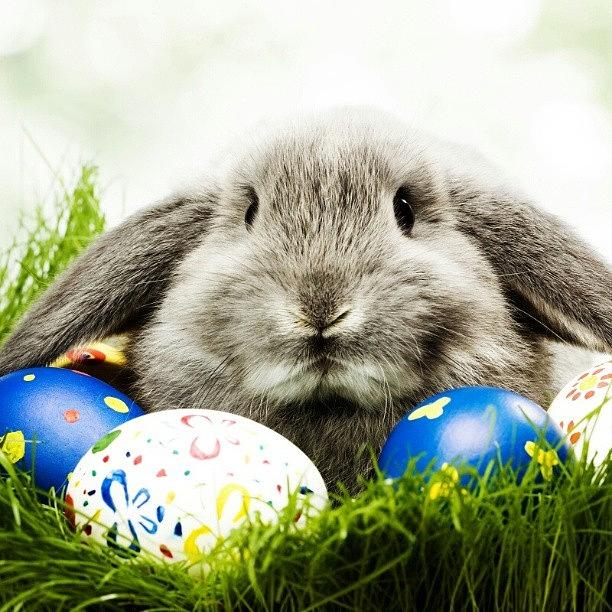 Happy Easter To All! Photograph by Edgardo Cabrera