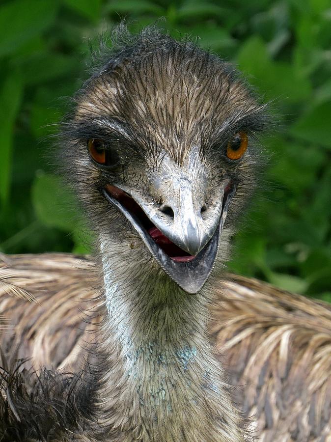 Happy Emu Photograph By Devina Browning Fine Art America