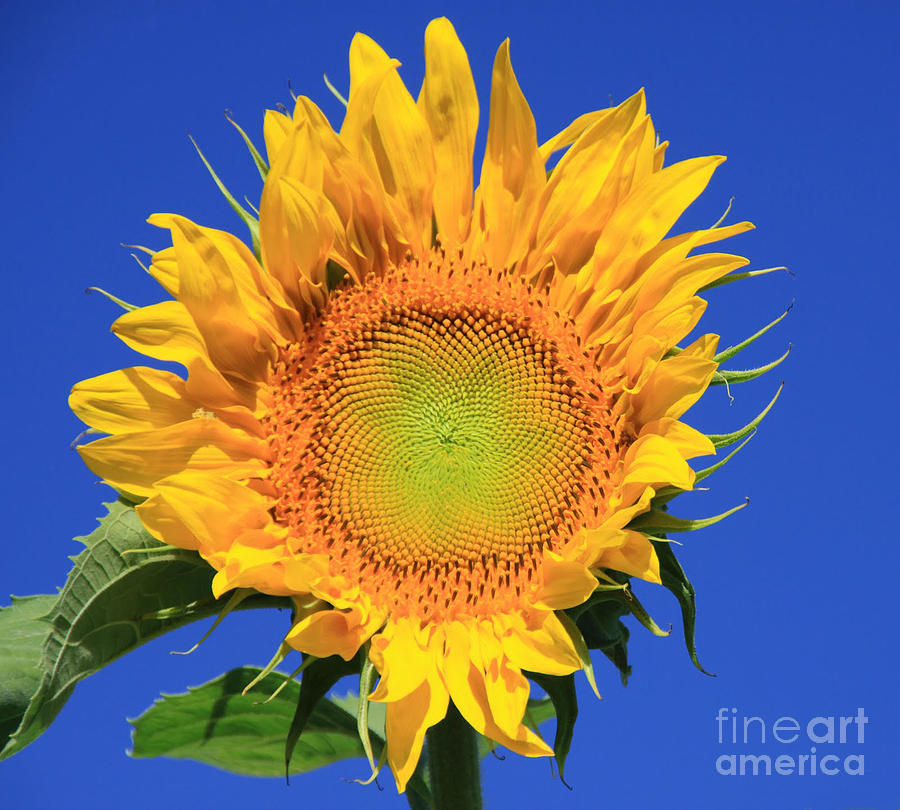 Sunflower Photograph - Happy Face by Dana Kern