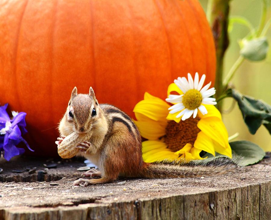 Pumpkin Photograph - Happy Fall by Judy Genovese