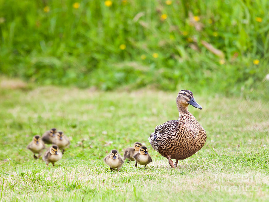 Duck Photograph - Happy family by Liz Leyden