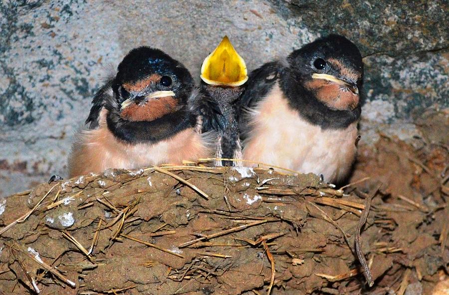 Bird Photograph - Happy family by Rumiana Nikolova