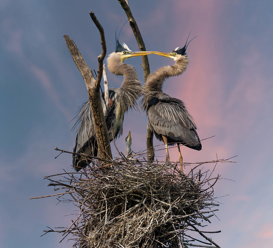 Heron Photograph - Happy Family Trio by Kevin Wang