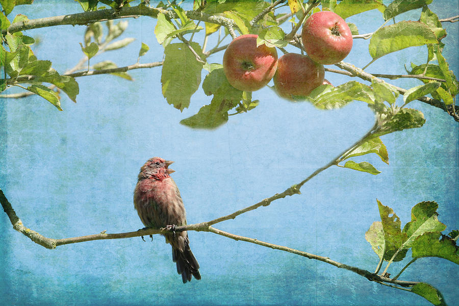 Happy Finch Singing in an Apple Tree Photograph by Peggy Collins