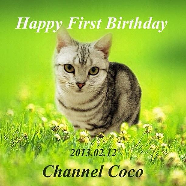 Cat Photograph - Happy First Birthday by Akira Mizutani