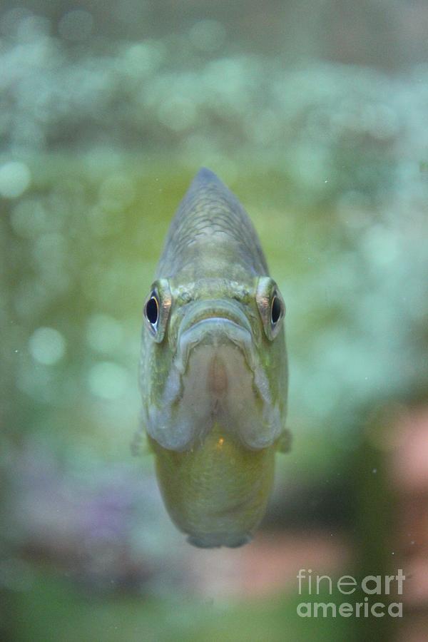 Fish Photograph - Happy Fish by Vicki Spindler