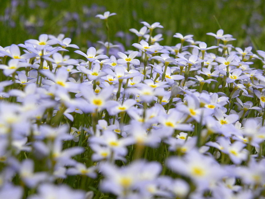 Happy Flower Ground Cover Photograph by Jewels Hamrick
