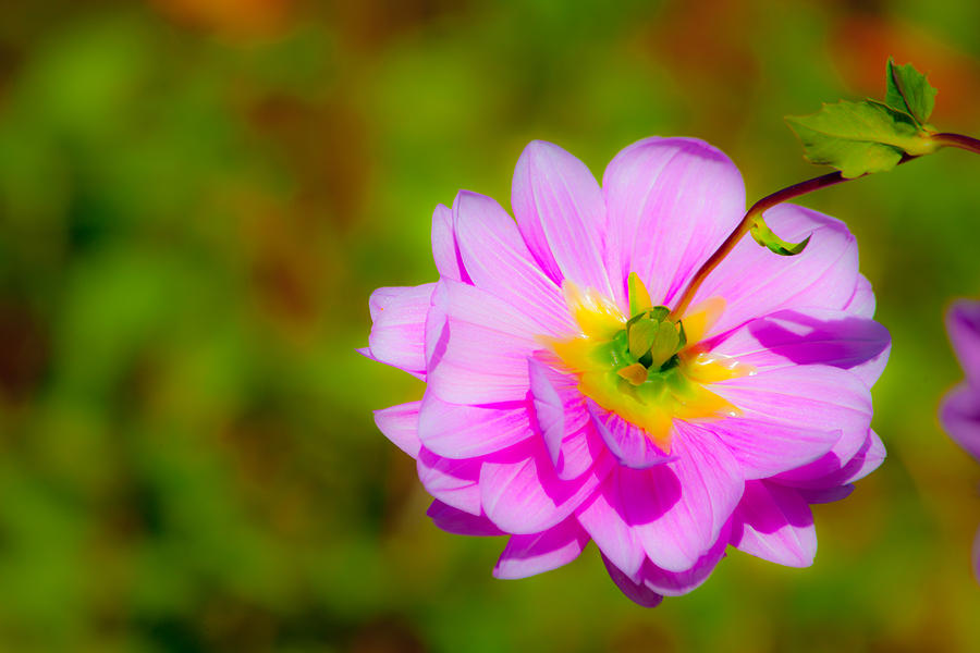 Happy Flower Photograph by Karol Livote