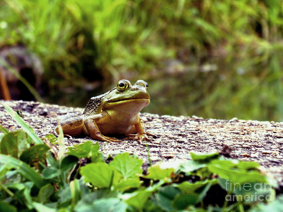 Happy Frog Photograph