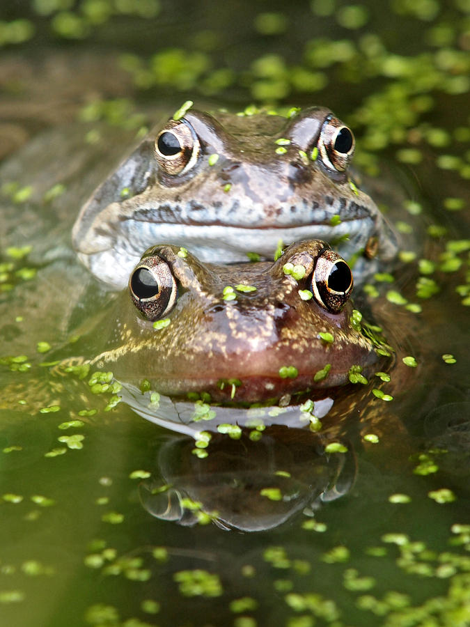 Happy Frogs Photograph by Gill Billington