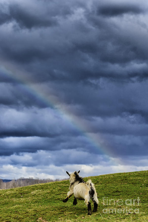 Spring Photograph - Happy Goat Rainbow by Thomas R Fletcher