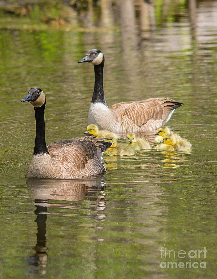 Happy Goose Family Photograph by Cheryl Baxter