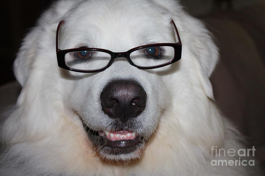 Animal Photograph - Happy Great Pyrnesse with His New Reading Glasses by John Telfer