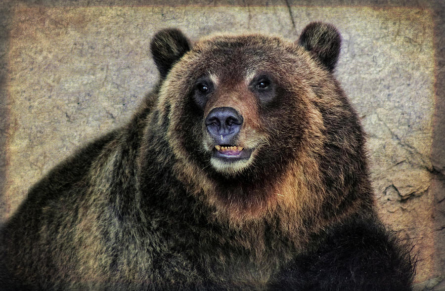 Grizzly Bear Photograph - Happy Grizzly Bear by Elaine Malott