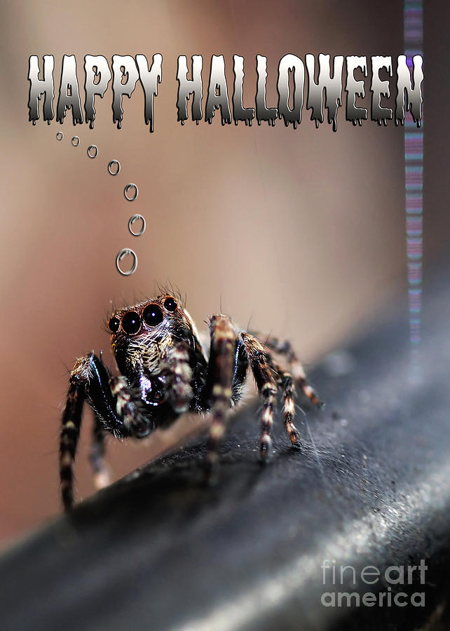 Happy Halloween for the Spider Lovers Photograph by Kaye Menner