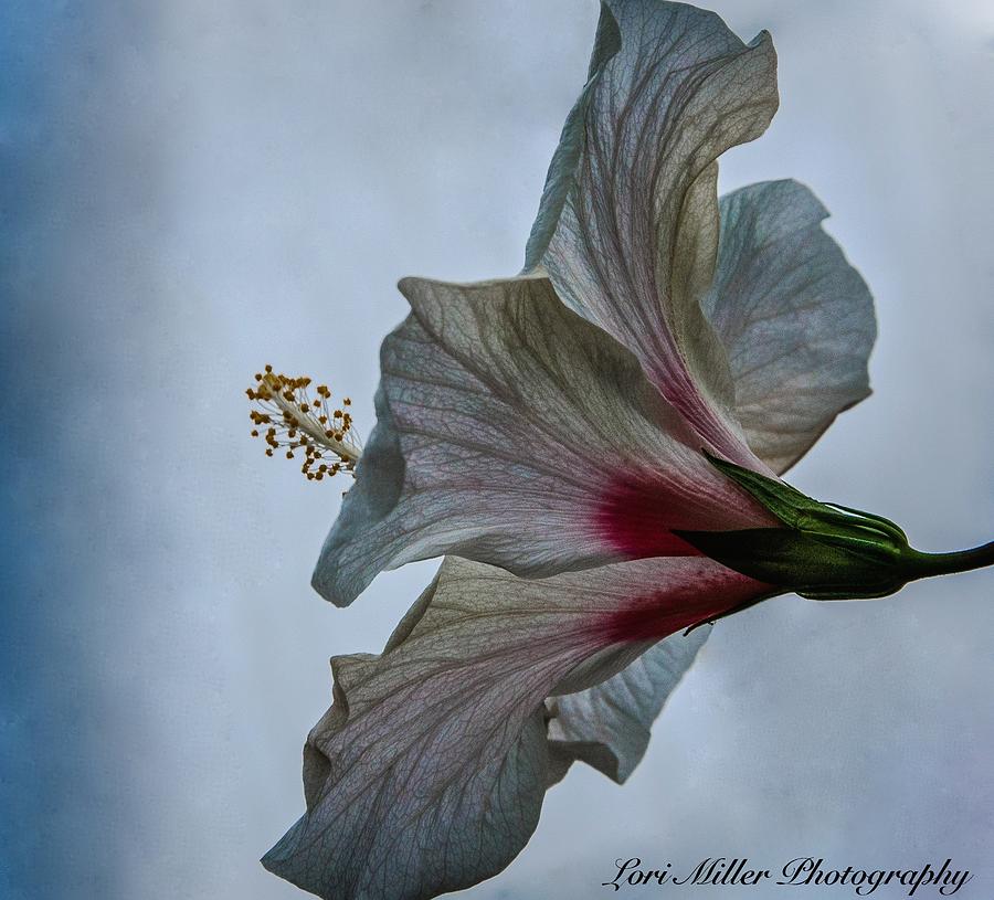 Happy Hibiscus At Biltmore Conservatory Photograph