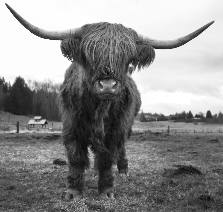 Happy Highland Cow Photograph by Sonya Lang