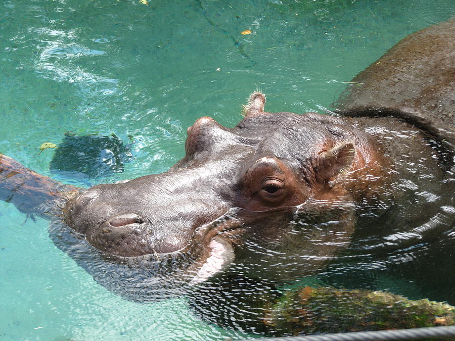 Happy Hippo Photograph by Leslie Ann Boisselle - Fine Art America