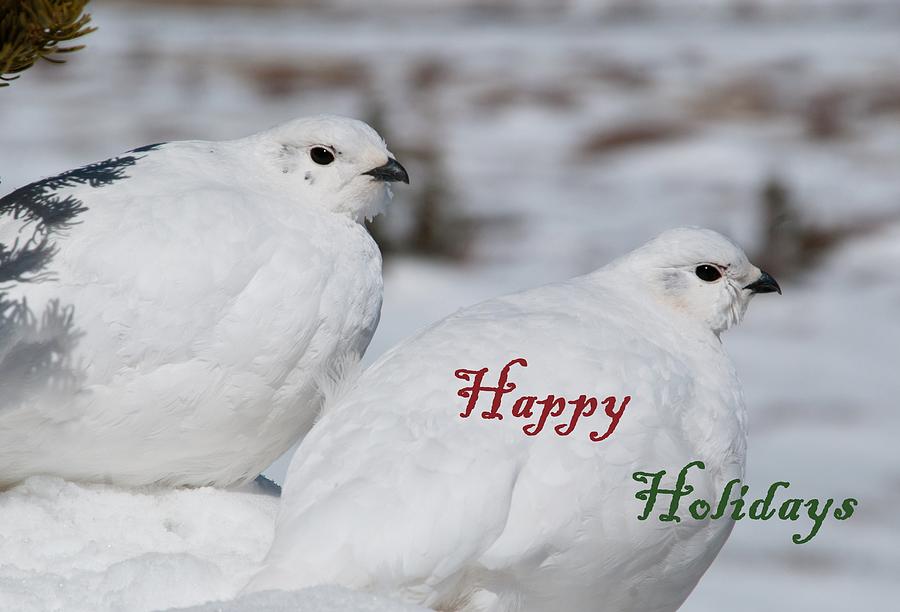 Happy Holidays - Winter Ptarmigan Photograph by Cascade Colors
