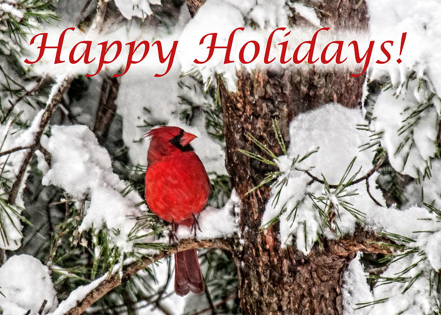 Happy Holidays Cardinal  Photograph by Lara Ellis