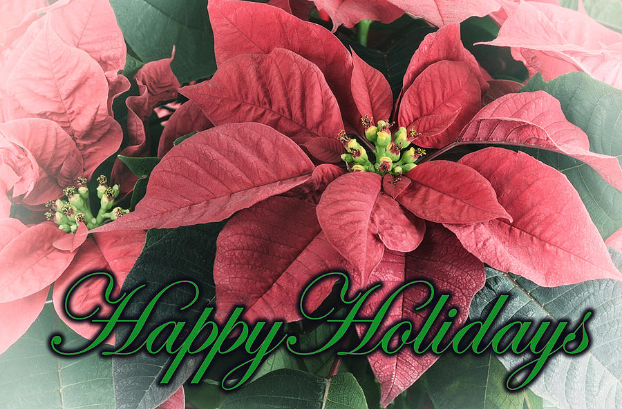 Happy Holidays Greeting Card Photograph by Claudio Bacinello