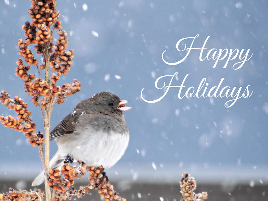 Happy Holidays Junco Card Photograph by Dark Whimsy