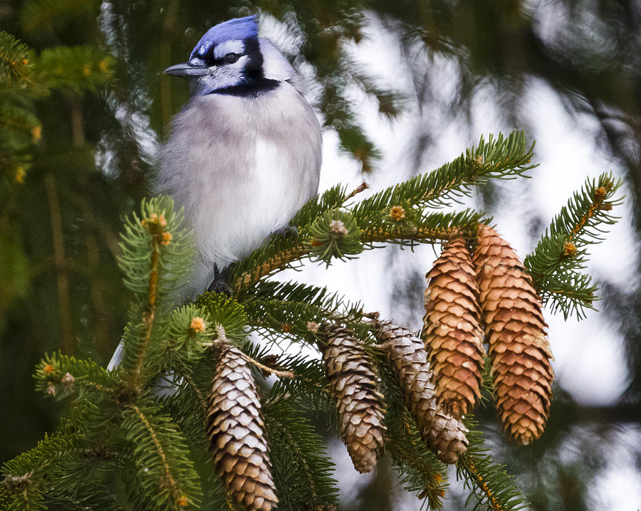 Canon Photograph - Happy Holidays by Ricky L Jones Canon Photograph - Happy Holidays by Ricky L Jones