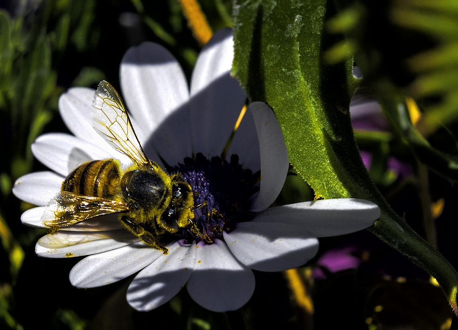 Happy Honey Bee Photograph by George Davidson