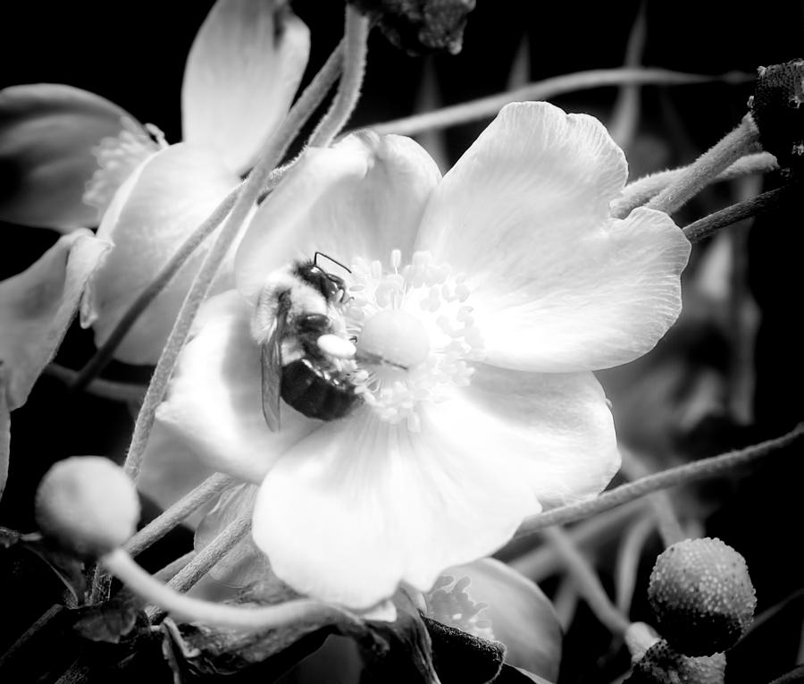 Happy Honeybee Photograph by Mark Andrew Thomas