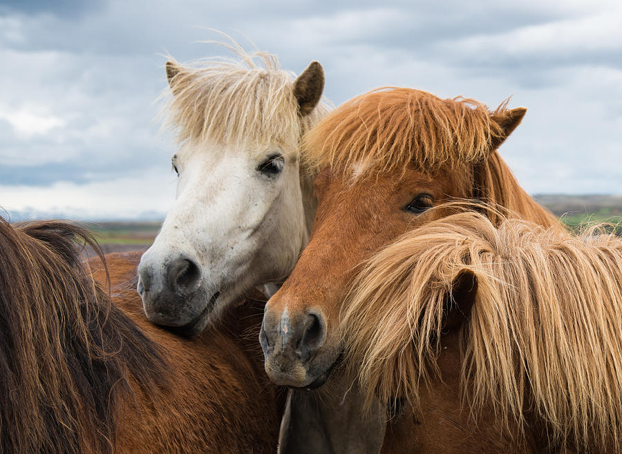 Horse Photograph - Happy horse friends in Iceland by Matthias Hauser