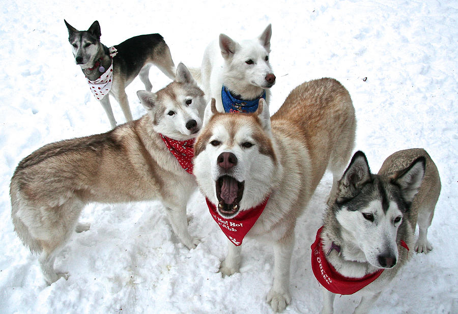 Happy Howlidays Photograph by Donna Quante