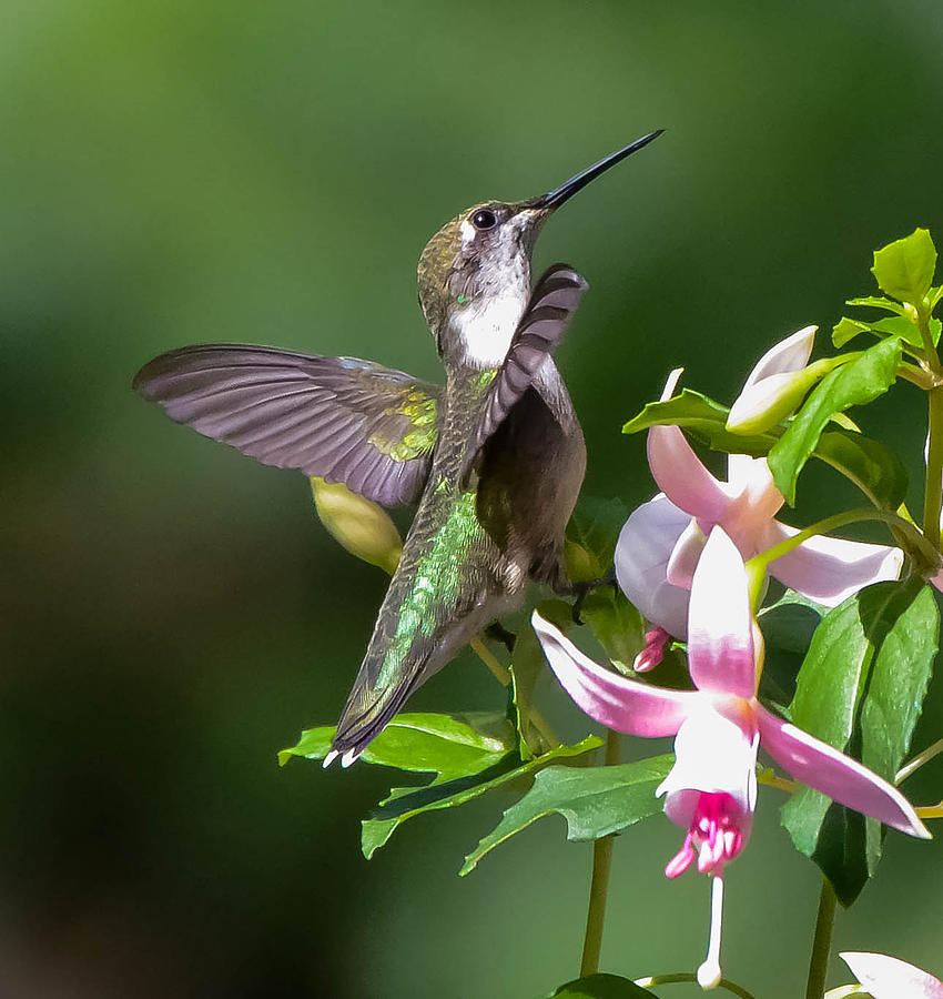 Happy Hummer Photograph by Amy Porter