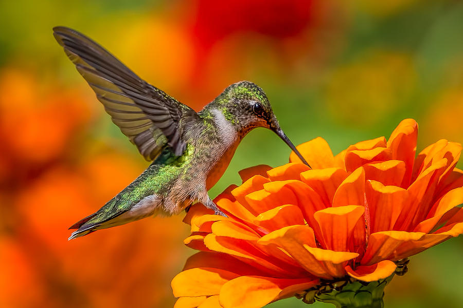 Happy The Hummingbird Photograph by John Wagner - Fine Art America