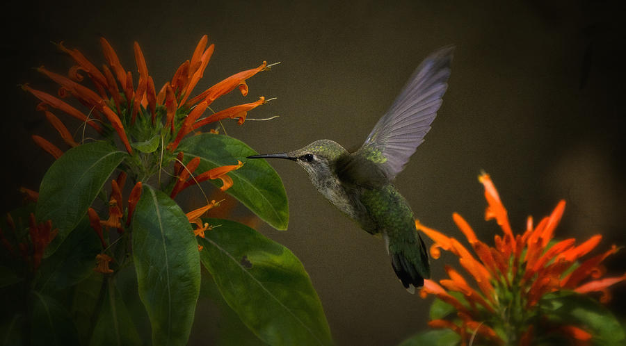 Happy Little Hummingbird  Photograph by Saija Lehtonen