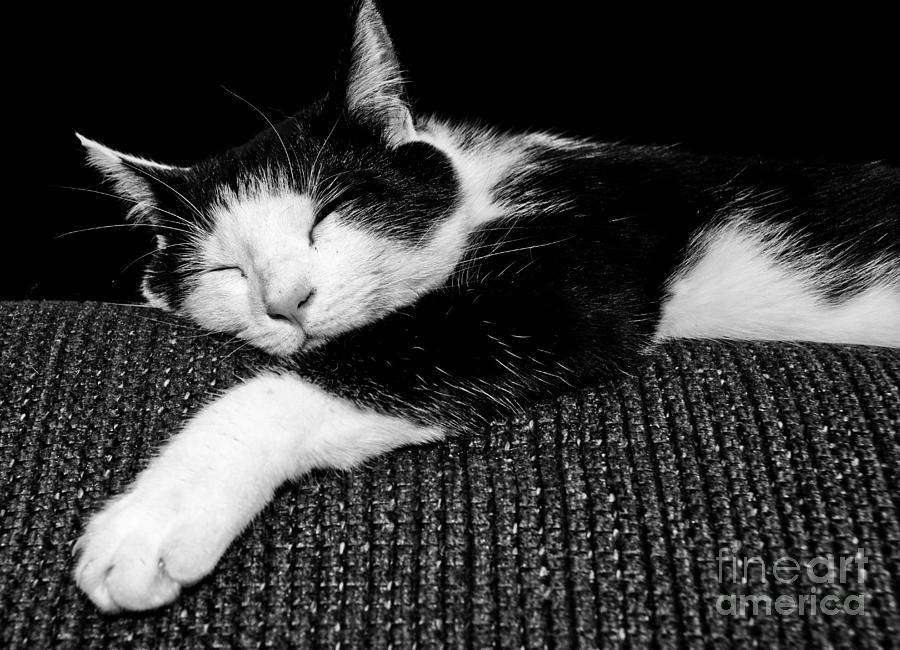 Happy Kitty Photograph by Cheryl Baxter