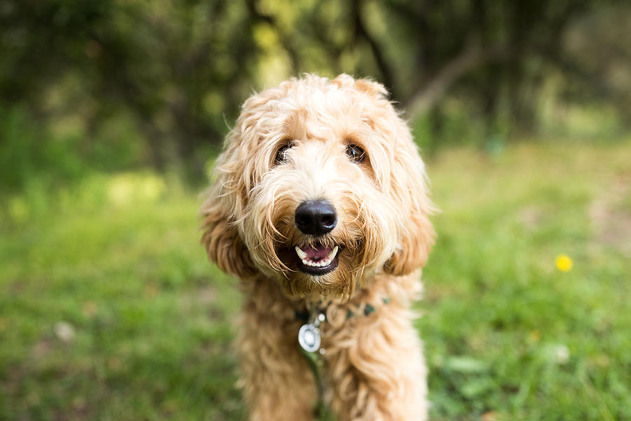 Happy Labradoodle Dog Outdoors Photograph by Purple Collar Pet Photography